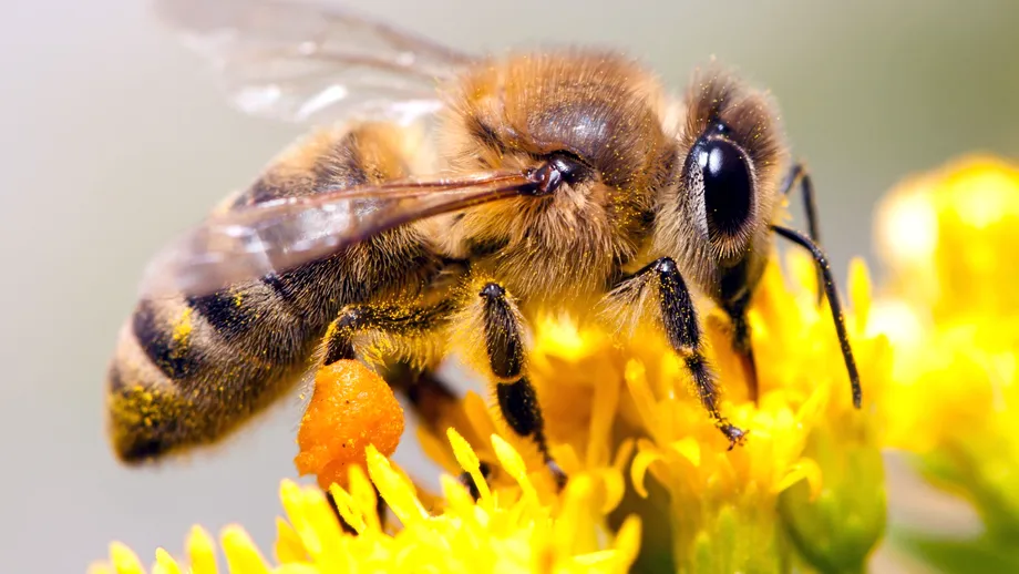 Albinele au fost declarate cele mai importante fiinţe de pe planetă