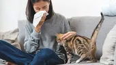 A apărut vaccinul împotriva alergiei la părul de pisică. Tratamentul declanșează o producţie de anticorpi foarte puternică, capabilă să blocheze reacţia alergică