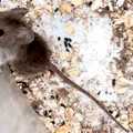 Șoarecii din jurul casei pot răspândi hantavirus? Riscul real ascuns în garaje, magazii și grădini