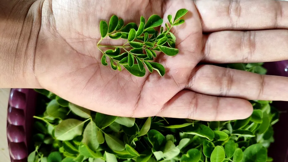 Planta despre care se spune că are mai mult calciu decât laptele. I se spune „antibioticul naturii”