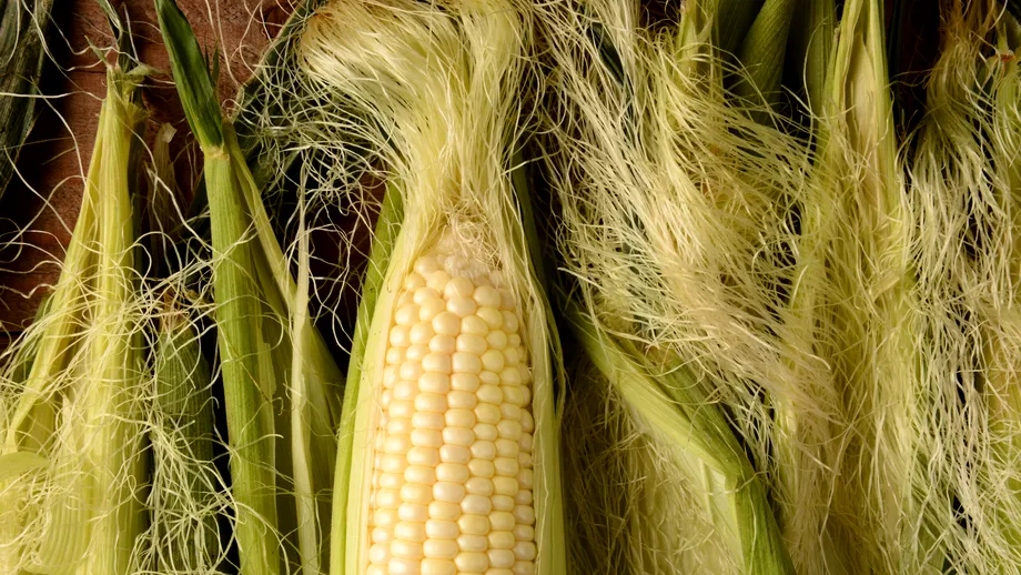 Ceaiul din mătase de porumb, bun pentru rinichi și inimă. Cum se prepară corect