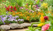 Singura floare care înflorește în frig și aduce culoare instant pe balcon și în grădină. E ideală pentru sezonul rece