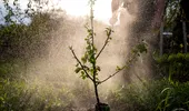 Copacii „toxici” din grădina ta. Ce arbori NU ar trebui să plantezi lângă casă