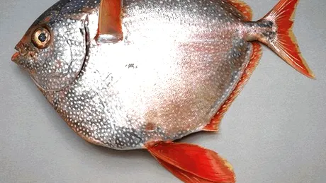 S-a descoperit primul peşte din lume cu sânge cald!