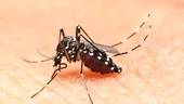 Virusul Zika, susceptibil să se răspândească în Americi, avertizează OMS
