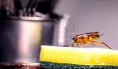 Ai gândaci în casă, în timpul sezonului cald? Soluția din două ingrediente care îi ține la distanță