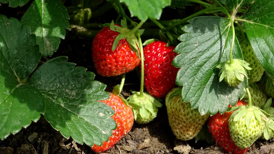 Trucul SIMPLU care ține melcii departe de căpșuni. Ai nevoie de un singur ingredient