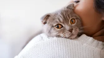 Proprietarii de pisici riscă să se îmbolnăvească de Schizofrenie. Cum îți poate afecta sănătatea blănosul patruped