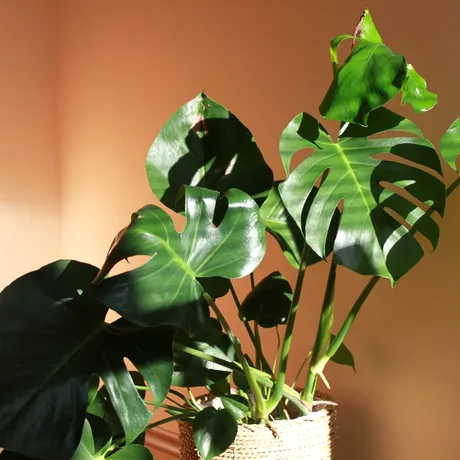 Cum să îngrijești corect planta Monstera. Frunzele nu se vor mai îngălbeni dacă faci asta!