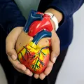 (P) Atenție la afecțiunile care pot apărea la nivelul sistemului cardiovascular