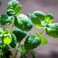 Cum se usucă corect menta pentru a-și păstra aroma și proprietățile