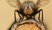 Ce se întâmplă când o muscă aterizează pe mâncare?