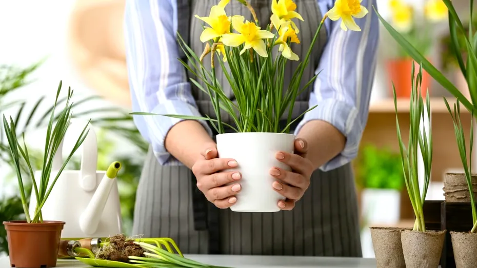 Trucuri și sfaturi pentru îngrijirea narciselor: Cum să le faci să înflorească frumos