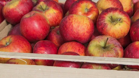 De ce se strică merele în beci și cum le poți păstra corect peste iarnă