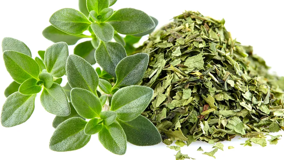 Pregătește-ți imunitatea să facă față virozelor! 3 plante medicinale care întăresc sistemul imunitar