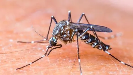 Al treilea român infectat cu virusul Zika