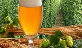 Berea, băutura naţională a românilor, ar putea scădea cu 40% riscul de apariţie a pietrelor la rinichi
