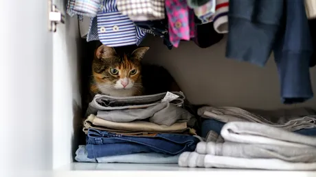 Părul de animale, un pericol ascuns pentru sănătate și pentru mașina de spălat. Trucul simplu care te scapă de problemă