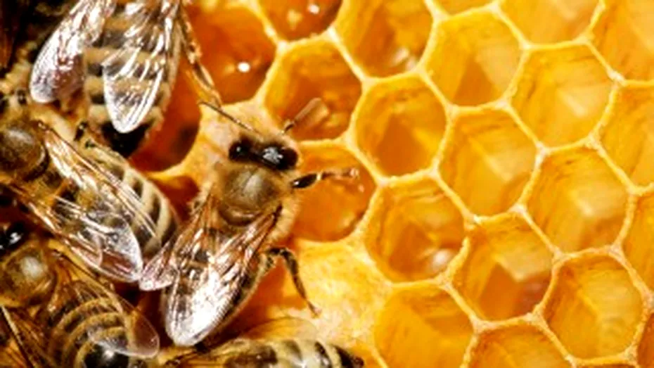 Mierea naturala vindeca arsurile de pe corp