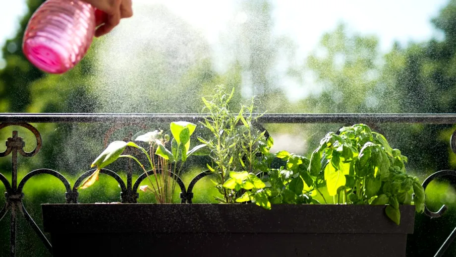 Cele 3 plante aromatice care împrospătează aerul și țin insectele la distanță. Sunt ușor de întreținut și perfecte pentru balcon sau apartament