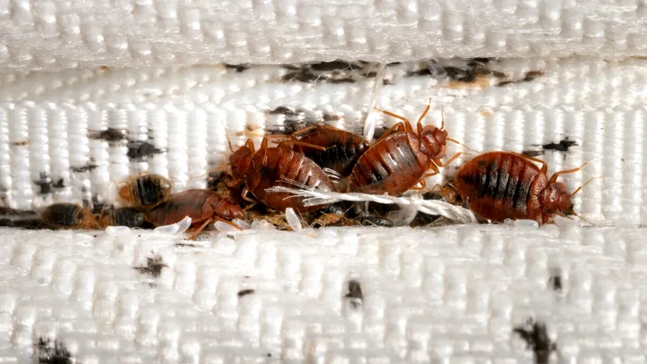 Cea mai bună soluție împotriva ploșnițelor de pat. Așa scapi rapid de ele