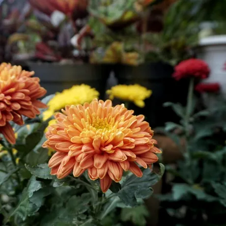 7 flori pe care le poți planta în octombrie pentru o grădină plină de culoare