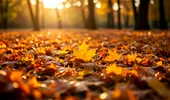 Cum să transformi frunzele de toamnă într-un îngrășământ natural bogat pentru grădina ta