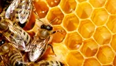 Mierea naturala vindeca arsurile de pe corp
