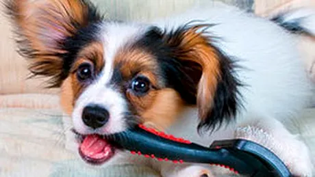 Stii la ce pericole te expui cand ai animal de casa?