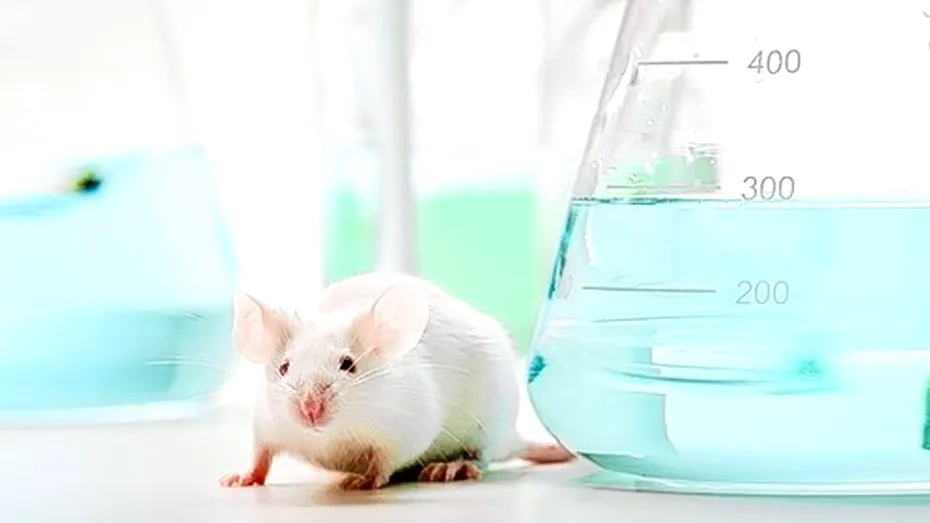 Oamenii de ştiinţă consideră că şobolanii nu sunt îndeajuns studiaţi