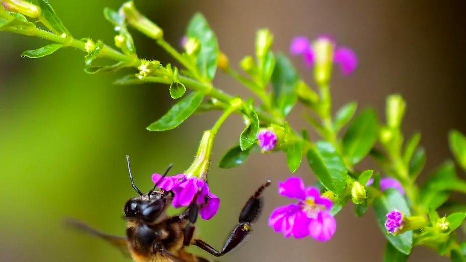 Ce este mierea mov și cum își obține culoarea unică