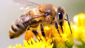 Albinele au fost declarate cele mai importante fiinţe de pe planetă