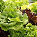 Trucul bunicilor pentru o salată verde sănătoasă: ce să pui la rădăcină ca să nu se îngălbenească frunzele