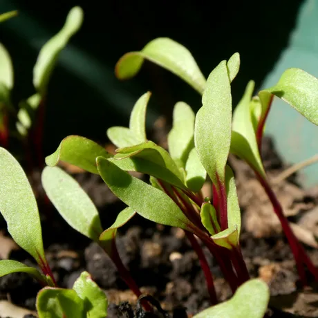 Leguma pe care o poți cultiva cu ușurință în ghiveci, chiar pe balcon! E rezistentă și foarte productivă