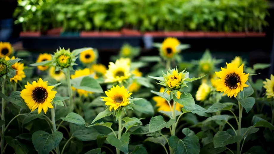 Floarea spectaculoasă pe care specialiștii recomandă să nu o plantezi lângă casă. Poate afecta dezvoltarea altor plante din grădină
