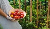 Ce să adaugi la baza roșiilor la finalul lunii iulie. Te va ajuta să ai o recoltă bogată de tomate
