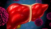 Celulele stem hepatice cu niveluri ridicate de telomerază ar putea contribui la regenerarea ficatului