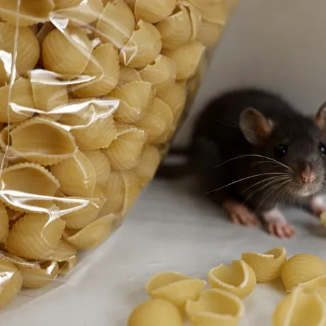 Cum să scapi de șoarecii din casă. Ingredientul natural din bucătărie care îi ține la distanță pe termen lung