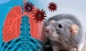 Un pompier din Caraș-Severin e suspect de hantavirus. Ce simptome a avut în ultimele 3 săptămâni?