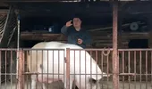 Câte kilograme are cel mai mare porc din România. Proprietarul cere 20.000 de lei pe porcul Jardel