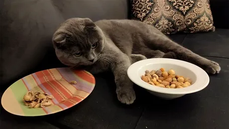 Singurele 10 alimente pe care NU trebuie să i le dăm pisicii să le mănânce