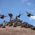 Cum scapi de porumbeii de pe balcon sau acoperiș. Metode eficiente de a-i ține departe