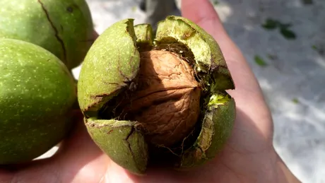 Nucile, considerate cele mai sănătoase fructe oleaginoase. Scad colesterolul, sunt bune împotriva depresiei și oferă sațietate