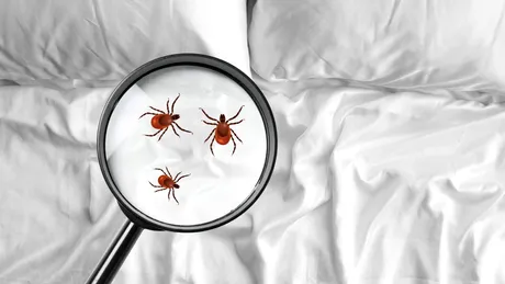 Cum să scapi de plosnițele din lenjeria de pat prin spălare corectă