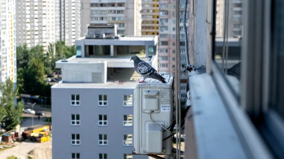 Cum faci să nu-ți mai vină porumbei pe balcon sau pe acoperiș. Trucuri care îi țin la distanță