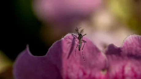 Flori care atrag țânțarii în curte ca un magnet. Ce să nu plantezi dacă nu vrei „musafiri nepoftiți”