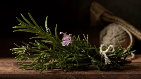 Planta aromatică ce poate susține memoria și concentrarea. Cum se folosește și ce contraindicații are