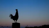 Ce înseamnă când cântă cocoșul noaptea? Semnificațiile din tradiția populară și explicația specialiștilor