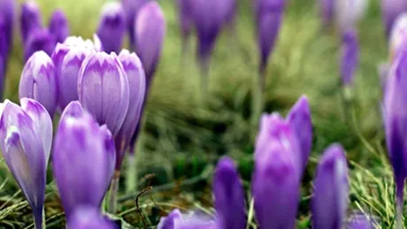 Şofranul (Crocus sativus)