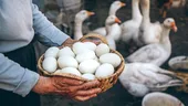Ouăle de gâscă – informații nutriționale, calorii, colesterol, beneficii, rețete